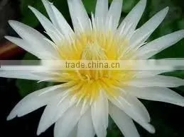 Essential White Lotus Absolute thumbnail-1