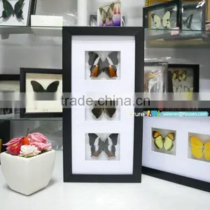 FOUSEN(023) Nature& Art Framed Natual Real Dried Butterfly Art Set thumbnail-1