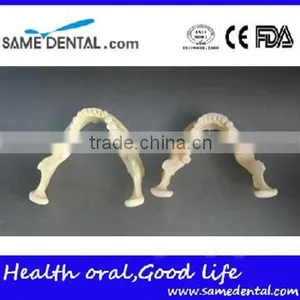 Dental Simulation Mandibular Model DEA-41 thumbnail-2