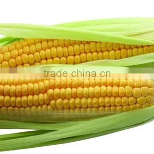 High Quality Corn Protein Peptide for Food Additive thumbnail-2