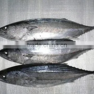 W/R FRESH Frozen Bonito Fish thumbnail-1