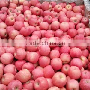 Best Price Fresh Fuji Apple thumbnail-2