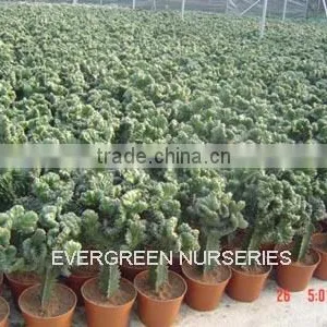 Euphorbia Lactea F.cristata 'variegata' thumbnail-1