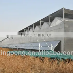 Venlo Roof Type Glass Greenhouse thumbnail-4