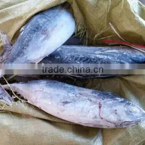Tuna Saku Frozen Bonito Tuna thumbnail-1