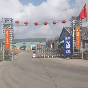 Qingdao Sunny Farm Fruits & Vegetables CO.,LTD company overview - view 1 thumbnail