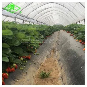 Agricultural Biodegradable Black Anti-weed Plastic Mulch Film for Strawberry thumbnail-2