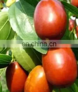 Turnkey Project Complete Set of Palm Dates Processing Line Date Syrup Production Line Factory Manufacture 500kg/hr thumbnail-5