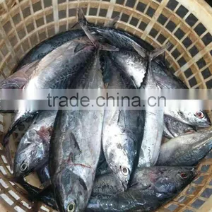 High Quality Frozen Bonito Tuna Whole Round thumbnail-4