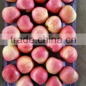 Chinese Qinguan Apple From Shanxi Province thumbnail-1
