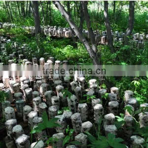 Chinese Northeast Black Fungus Mushrooms thumbnail-3