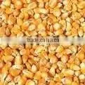 High Quality Yellow Maize thumbnail-1