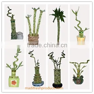 Lucky Bamboo Plants Wholesale thumbnail-2