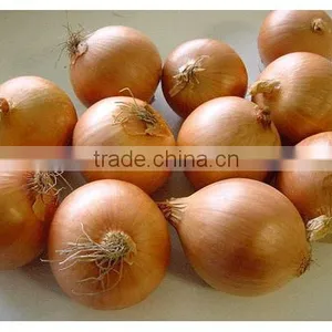 Yellow Onion thumbnail-1
