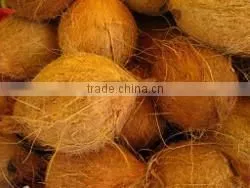 Matured Semi Husked Coconuts thumbnail-1