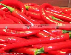 Red Chilli of 2012--first Hand thumbnail-1