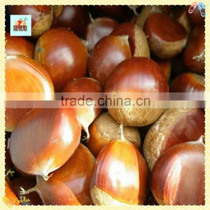 The Best Chinese Chestnuts Species--Fresh Chestnut for Sale thumbnail-5
