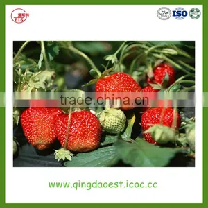 LiaoNing Province 2016 New Crop Fresh Strawberry for Sale thumbnail-1