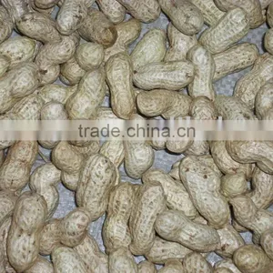 Groundnut in Shell (Large Size) thumbnail-1