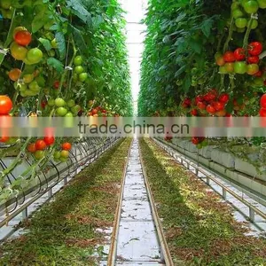 Hot Sale Poly Carbonate Greenhouse For Tomato /Cucumber thumbnail-2