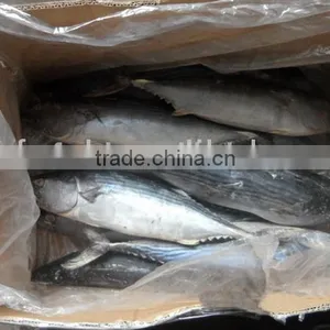 Sea Foods Exporters Frozen Bonito 300-500G thumbnail-1