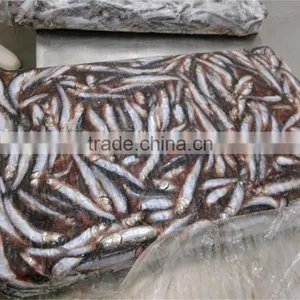 Good Quality Frozen Whole Anchovy for Sale thumbnail-2