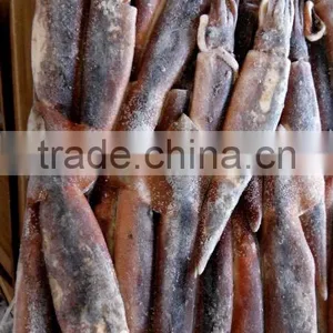 Frozen Illex Squid For Bait thumbnail-2