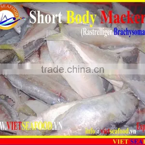 FROZEN SHORT BODY MACKEREL WHOLE ROUND thumbnail-5