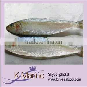 New Coming Fresh Sardine for Sale Lot Number#kmw4002 thumbnail-1
