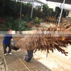 Trachycarpus Fortunei Nursery thumbnail-1