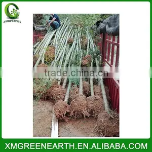 PHYLLOSTACHYS PUBESCENS Diameter 4-5cm thumbnail-1