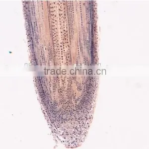 Plant Root Slides , Plant Root Tip Slides , Root Slides of Botany, Root Slides of Root thumbnail-5