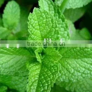 OEM/ODM Pure Natural and Organic Peppermint Essential Oil in Bulk With Fast Delivery thumbnail-3