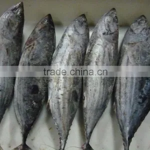 Light-Purse Seine Skipjack Tuna Fish thumbnail-1