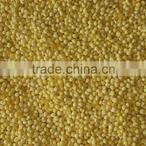 Yellow Millet for Sale thumbnail-2