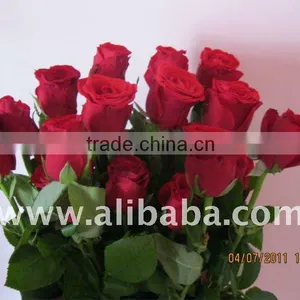 Fresh Cut Rose thumbnail-1