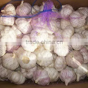 Fresh Hybrid Garlic thumbnail-1