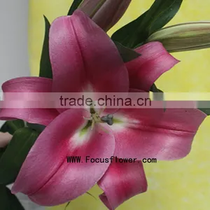 Reasonable Price Spray Lily Natural Flowers With 1.7~3.5KG/Bundle Tiger Lily Silk Flowers Blue Named As Fresh Cut Lily Robina Fr thumbnail-5