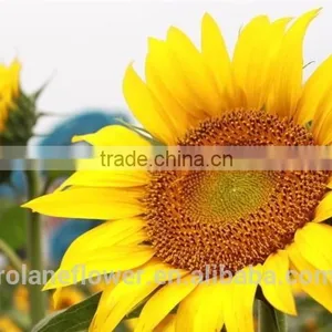 2016 Selling Big Buds Fresh Cut Sunflower Flowers For Weddings thumbnail-3