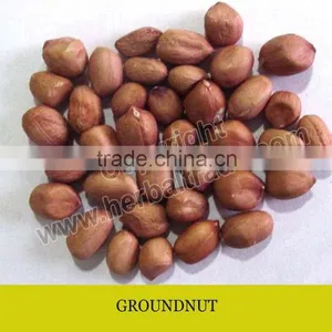 GROUNDNUT thumbnail-1