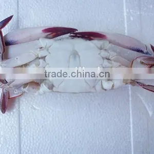 Wholesale High Quality Frozen Three Spotted Crab thumbnail-2