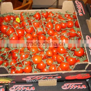 Cherry Tomato thumbnail-1