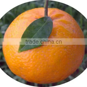 Kinnow, Fresh Citus Fruit, Mandarin Orange thumbnail-1
