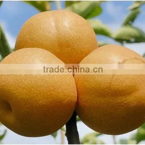 FENGSHUI PEAR thumbnail-1