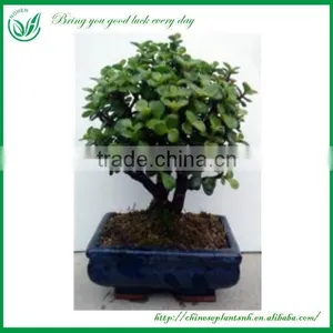Indoor Ornament Plant thumbnail-1