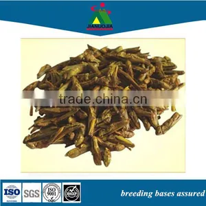 Lizard Pet Cybaster Premium Edible Grasshoppers thumbnail-1