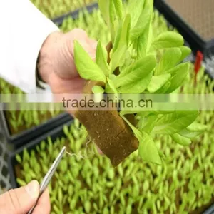 Cultivation Phenolic Resin Hydroponic Trays , Soil-free Trays With Holes thumbnail-6
