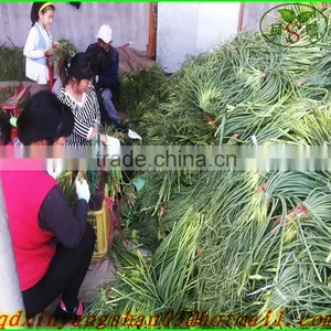 Fresh Garlic Sprouts/Garlic Moss/ Garlic Moss Exports Europe and the United States/southeast Asia/dubai thumbnail-1