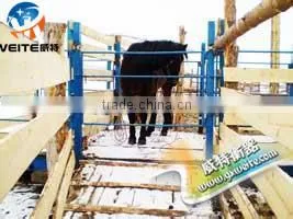 Digital Livestock Scale for Sale thumbnail-1