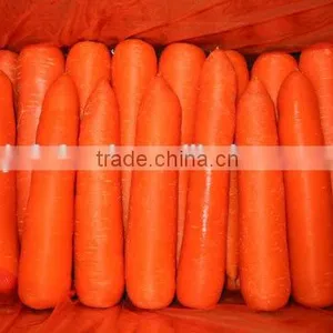 Fresh Carrot thumbnail-1